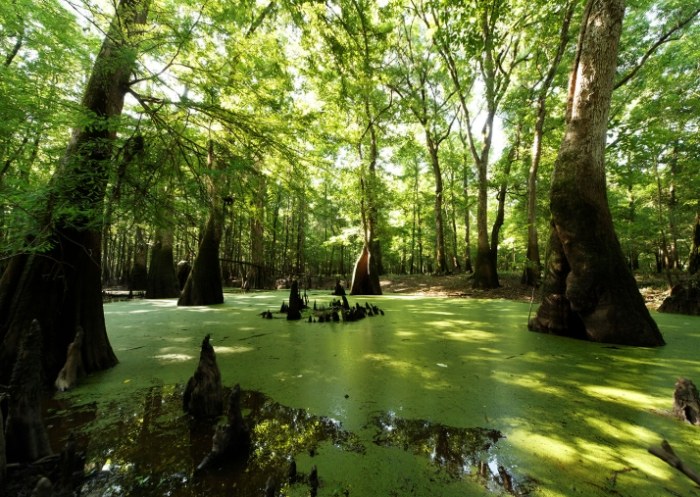 The Amazon Rainforest The Amazon Rainforest