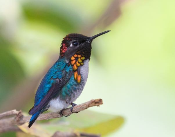 The smallest bird in the world: Bee-eater