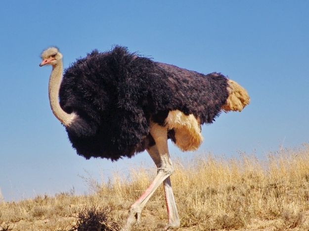 The tallest mammal in the world: Giraffe