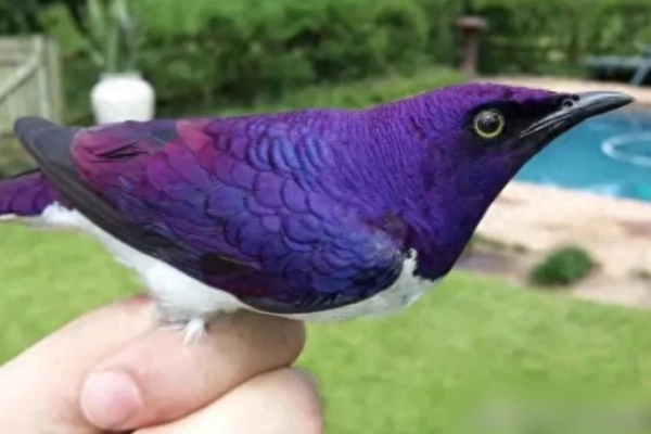 These 10 Rare Species Look Like They’re From Another Planet—Only Now Are We Revealing Them